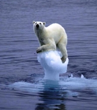 global-warming-polar-bear